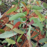 eucalyptus plants india