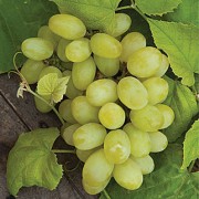 Grapes Plant