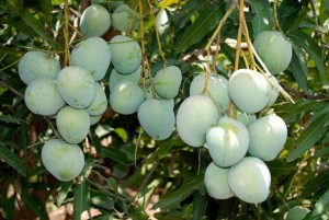 mango farming