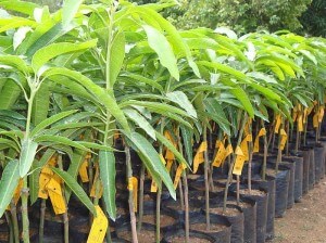 mango plants