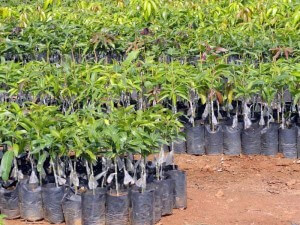 mango plants india