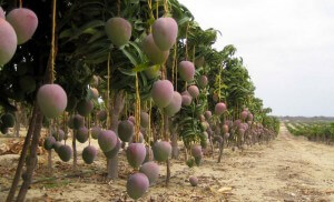 mango tree