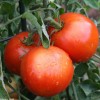 Tomato plants