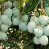 Mango Plants