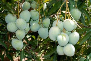 Mango Plants