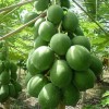 Papaya Plants