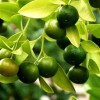 Lemon Plants