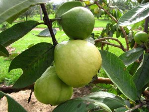 Guava Plants