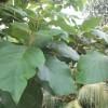 sagwan plant