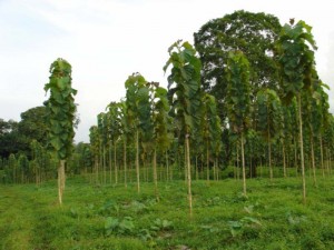 TEAK TREE