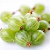 Advance booking of Plants Online - Image 10