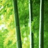 bamboo Plants