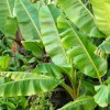 Banana Plants