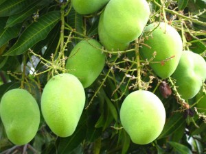Mango Plants