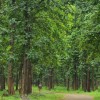 Teak Plants - Image 3