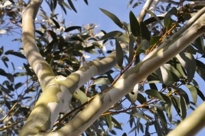 plant eucalyptus