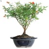 Advance booking of Plants Online - Image 2