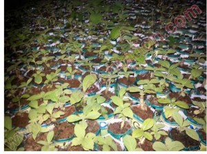 teak plant