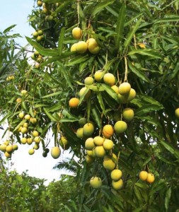 Mango plant