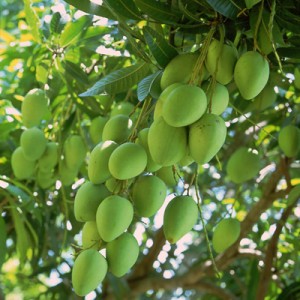Mango Plant