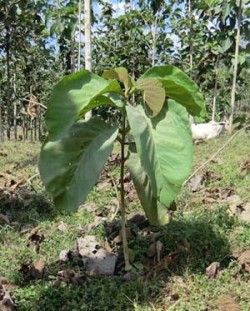 Sagwan Plants in Maharashtra, Uttar Pradesh, Madhya Pradesh, Bihar, Gujarat, Tamil Nadu, Karnataka, and Kerala: Best Teak Farming Guide in India