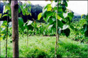 Sagwan Plant Plantation in Kannauj