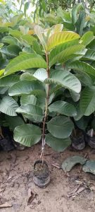 guava plants nursery online plant supplier