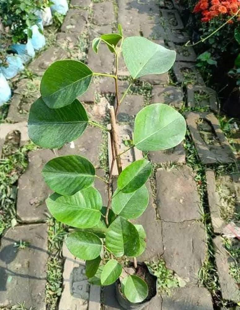 Red Chandan plant