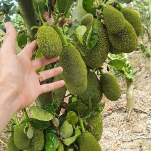 vietnam all time jackfruit plant nursery online plant supplier