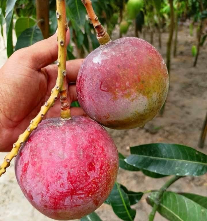 Plant Nursery Near me India Plantation