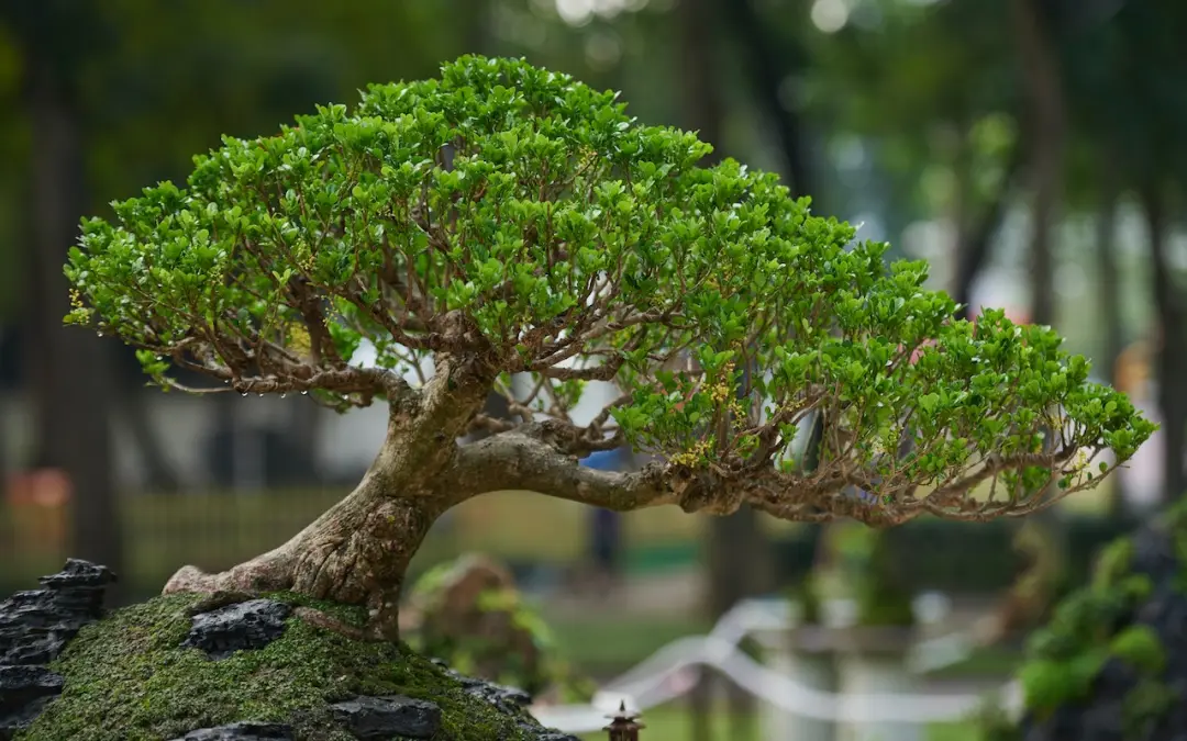 bonsai plants india plantation
