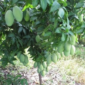 Mango Plants