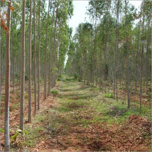 Eucalyptus plants