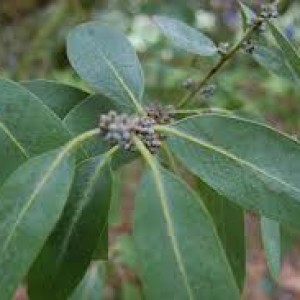 Eucalyptus plants
