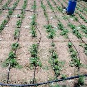Teak plants