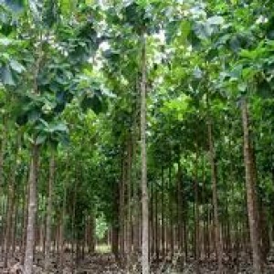 Teak plants