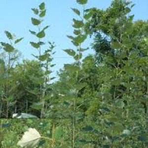 Eucalyptus plants