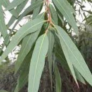 Eucalyptus Plants
