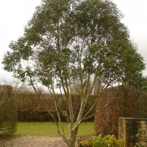 Eucalyptus plants