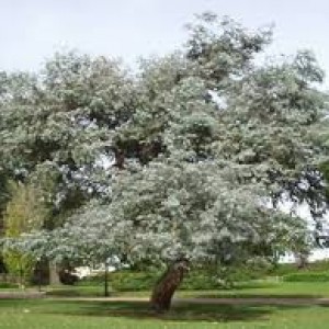 Eucalyptus plants