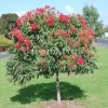 Advance booking of Plants Online - Image 21