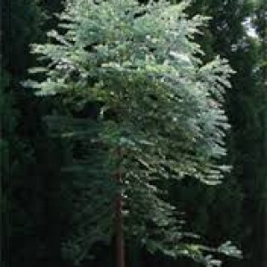 Eucalyptus plants
