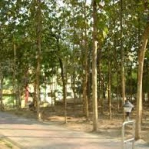 Teak plants