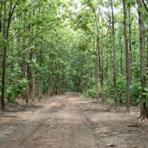 Teak plants